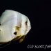 batfish_longfin_jk_h_0705_png0627.jpg